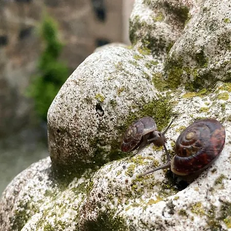 埃尔格尔斯堡斯罗斯酒店 Elgersburg